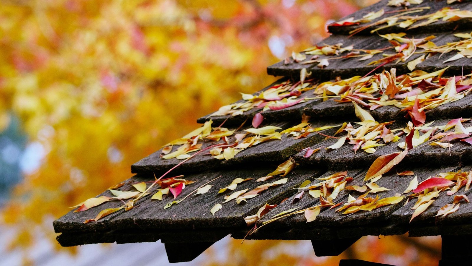 Schindeln und Geheimnisse – Das verborgene Dach-Erbe der österreichischen Volksarchitektur